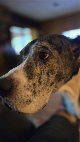 Double H Danes Great Dane photo 109