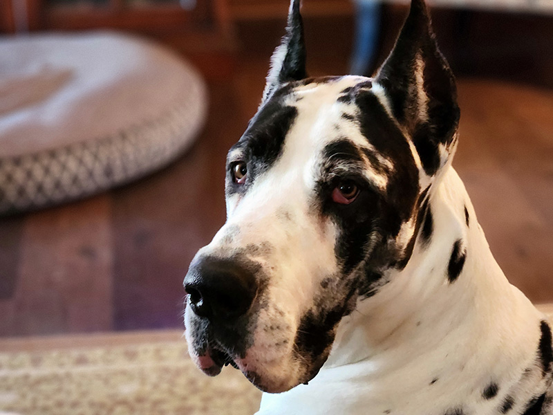 Kylo AKC Harlequin Great Dane — profile view