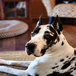 Kylo — AKC Harlequin Great Dane stud
