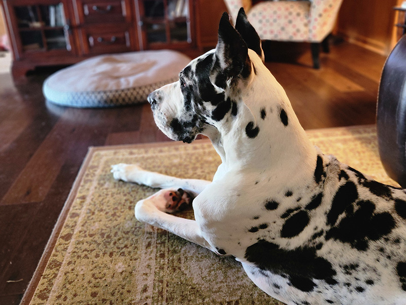 Kylo Great Dane outdoors