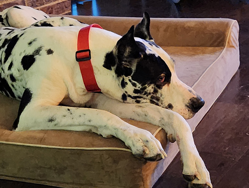 Kylo Great Dane playing