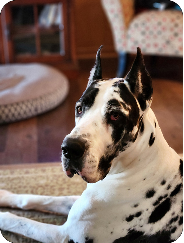 Kylo Great Dane profile