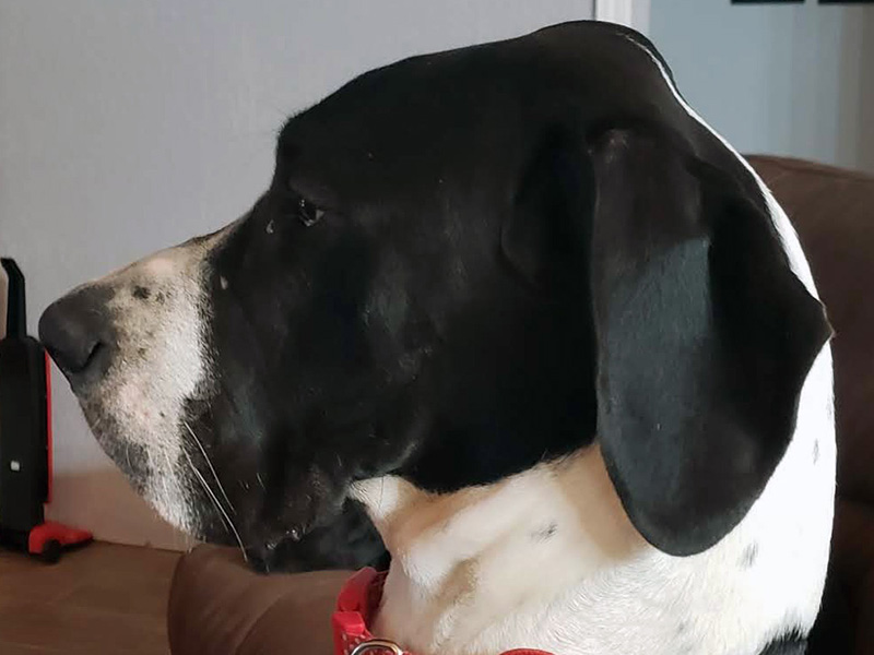 Pepper — Kylo's mother, mantle Great Dane
