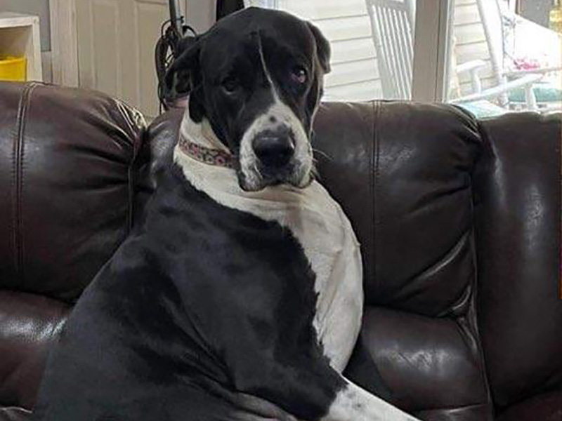Pepper — mantle Great Dane dam