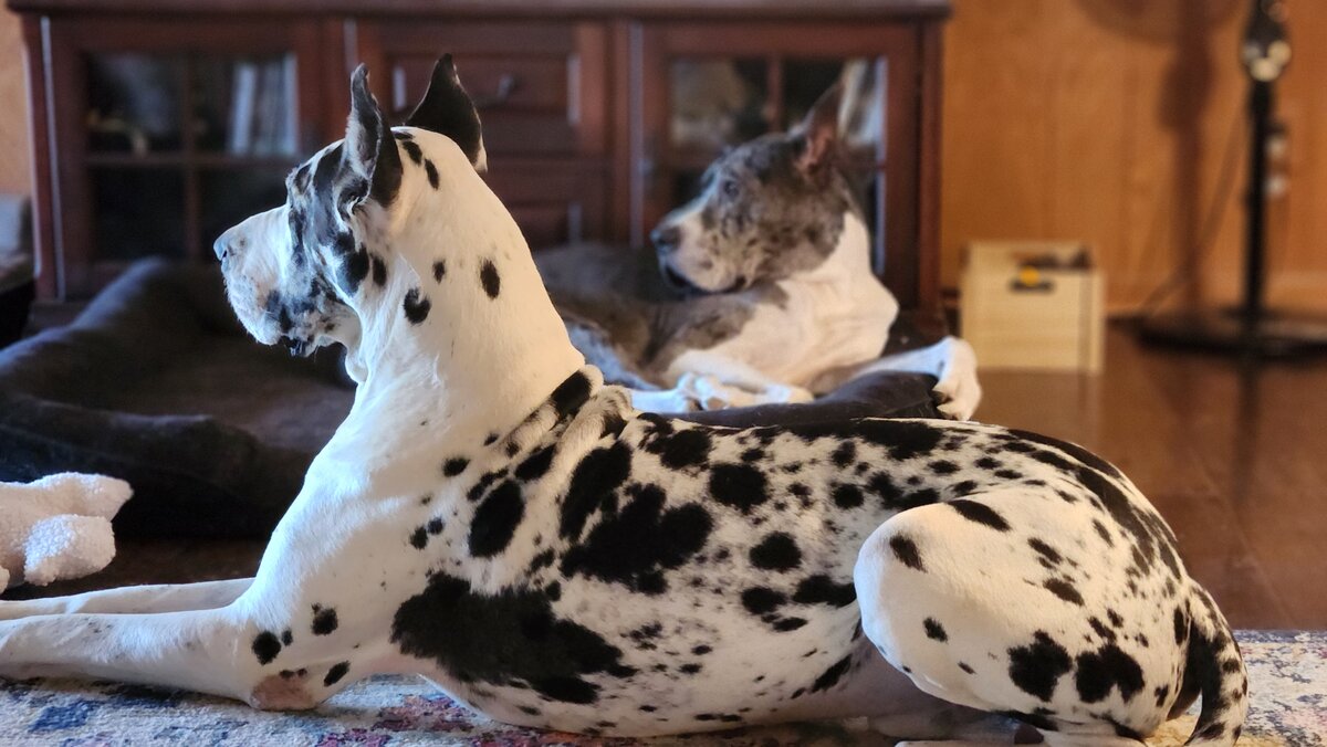 Kylo and Mako — Great Dane siblings at golden hour