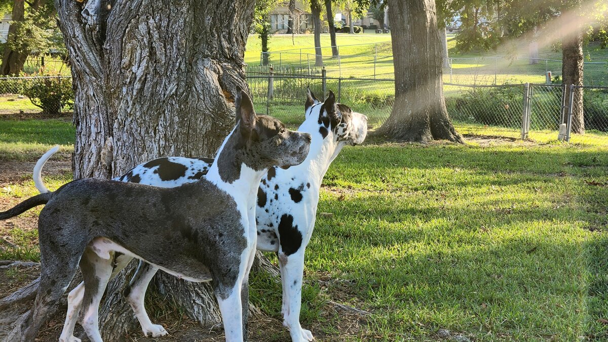 Mako blue Great Dane with Kylo