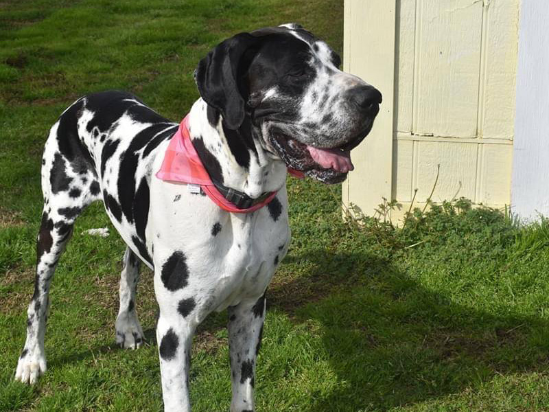 Sherman — Kylo's father, harlequin Great Dane