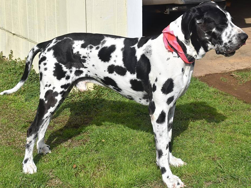 Sherman — harlequin Great Dane sire